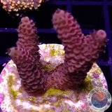 Acropora millepora „Cherry“ 🍒 WYSIWYG „AD Special“