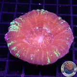 Homophyllia australis „Smashed Tomato“ WYSIWYG
