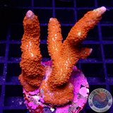 Montipora samarensis „Forest Fire“ WYSIWYG
