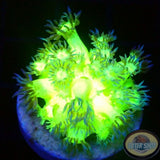Goniopora spp. „Kryptonite“