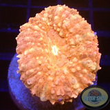 Lobophyllia spp. „Mandy“ WYSIWYG „AD Special“