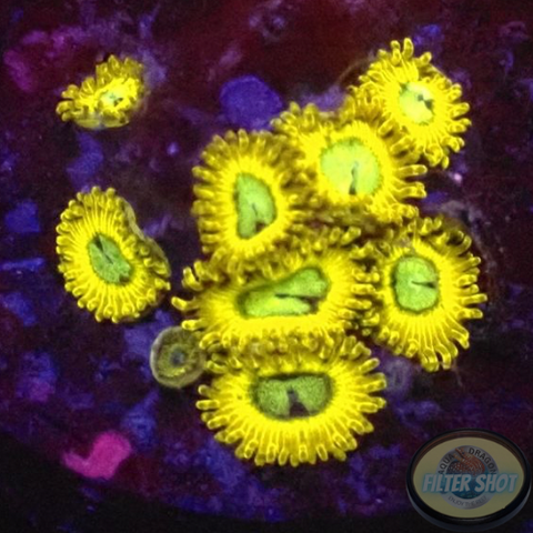 Krustenanemonen „Pikachu“ WYSIWYG „AD Special“