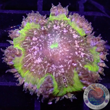 Phymanthus crucifer WYSIWYG