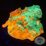 Echinophyllia spp. „Nacho Cheese“ 🧀 WYSIWYG „AD Special“