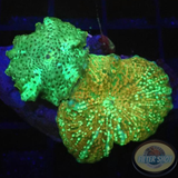 Discosoma spp. „Pearl Jaw“ WYSIWYG