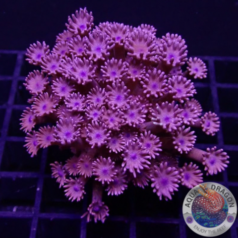 Goniopora spp. „Dark Cream“ WYSIWYG