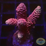 Acropora millepora „Pink Passion“ AD Special“