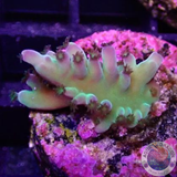 Acropora austera „Toxic“ WYSIWYG
