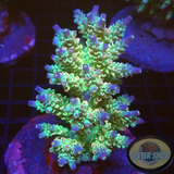 Acropora tenuis „Homewrecker“ WYSIWYG