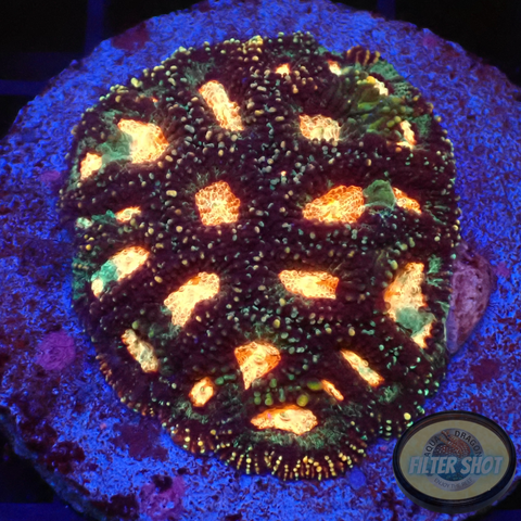 Favia spp. „Elysium“ WYSIWYG