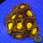 Krustenanemonen „King Midas“