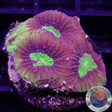 Goniastrea spp. „Dragon Soul“ 🐉 AD Special