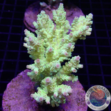Acropora tenuis „Fresh“ WYSIWYG „AD Special“