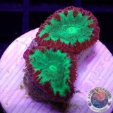 Blastomussa wellsi „Fire Kryptonite“ AD Special