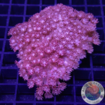Goniopora spp. „Rose Velvet“ WYSIWYG „AD Special“
