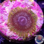 Krustenanemonen „Acid Reflux“ AD Special
