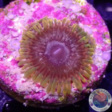 Krustenanemonen „Acid Reflux“ AD Special