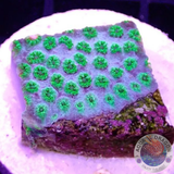 Cyphastrea spp. „Sea Foam“