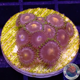 Krustenanemonen „Mixi Daisy“ WYSIWYG