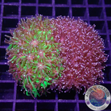 Galaxea spp. „Harley Queen“ WYSIWYG „AD Special“