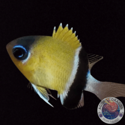 Pycnochromis retrofasciatus „Schwalbenschwänzchen“