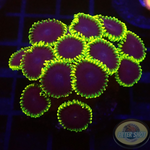 Krustenanemonen „Joker“