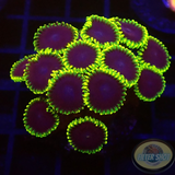 Krustenanemonen „Joker“