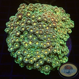 Goniopora spp. „Luna“ WYSIWYG „AD Special“