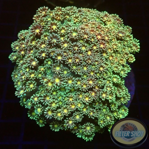 Goniopora spp. „Luna“ WYSIWYG „AD Special“