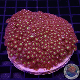 Goniopora spp. „Flash“ WYSIWYG „AD Special“