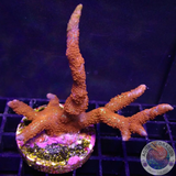 Montipora digitata „Forest Fire“ WYSIWYG „AD Special“