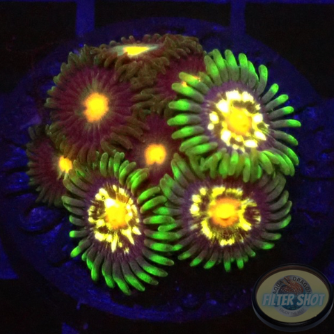 Krustenanemonen „Stargazer Nipple“