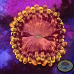 Krustenanemonen “Koala Eye” AD Special