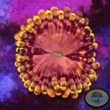 Krustenanemonen “Koala Eye” AD Special