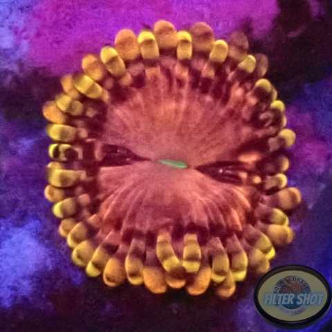 Krustenanemonen “Koala Eye” AD Special