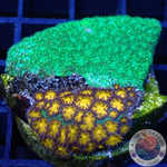 Leptastrea spp. „Double“ WYSIWYG