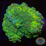 Ricordea yuma „Rainbow“ WYSIWYG „AD Special“