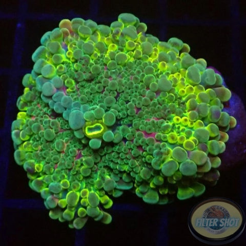 Ricordea yuma „Rainbow“ WYSIWYG „AD Special“