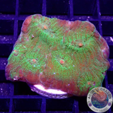 Echinophyllia spp. „Alien Eye“