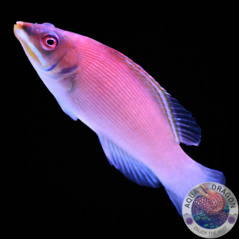 Pseudocheilinus evanidus „Weißbart-Zwerglippfisch“