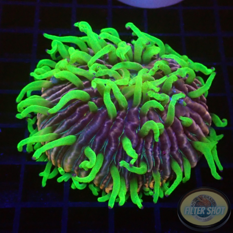 Fungia spp. „Rainbow“