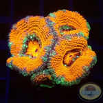 Micromussa spp. „DL Rainbow“ 🌈