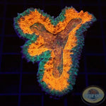 Lobophyllia spp. „O Potion“ WYSIWYG „AD Special“