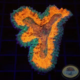 Lobophyllia spp. „O Potion“ WYSIWYG „AD Special“