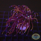 Euphyllia glabrescens „Raw“