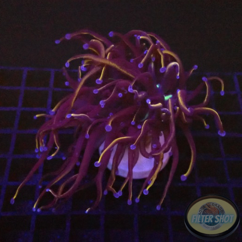 Euphyllia glabrescens „Raw“