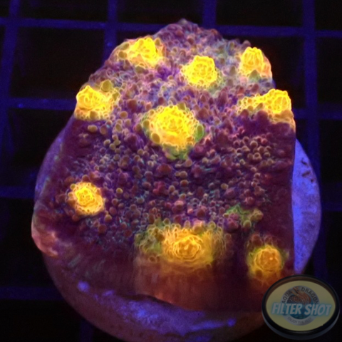 Echinophyllia spp. „Golden Galaxy“ AD Special