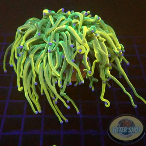 Euphyllia glabrescens “Tripple Holy Rapunzel” WYSIWYG