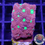 Favites spp. “Warrior” WYSIWYG