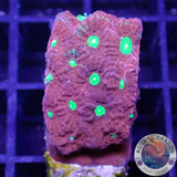 Favites spp. “Warrior” WYSIWYG